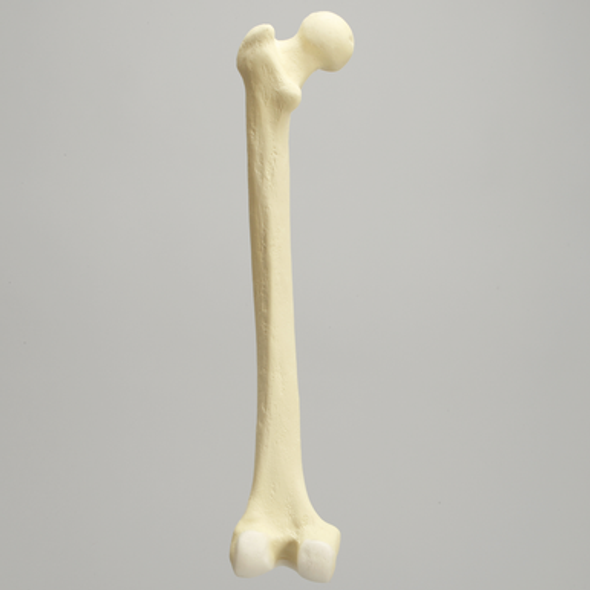 Femur with Distal Articular Cartilage, Foam Cortical Shell, Left