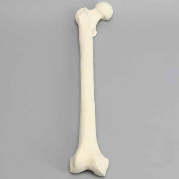 Femur, 16 mm Canal, Foam Cortical, Right