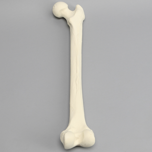 Femur, 16 mm Canal, Foam Cortical, Right