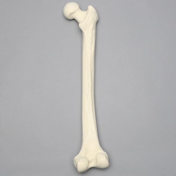 Femur, Solid Foam, Right