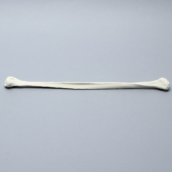Fibula, Solid Foam, Right