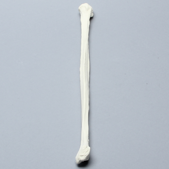 Fibula, Solid Foam, Right