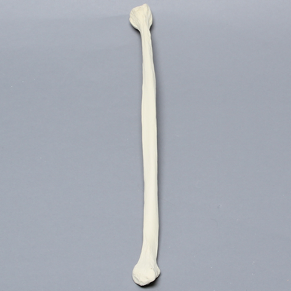Fibula, Solid Foam, Left