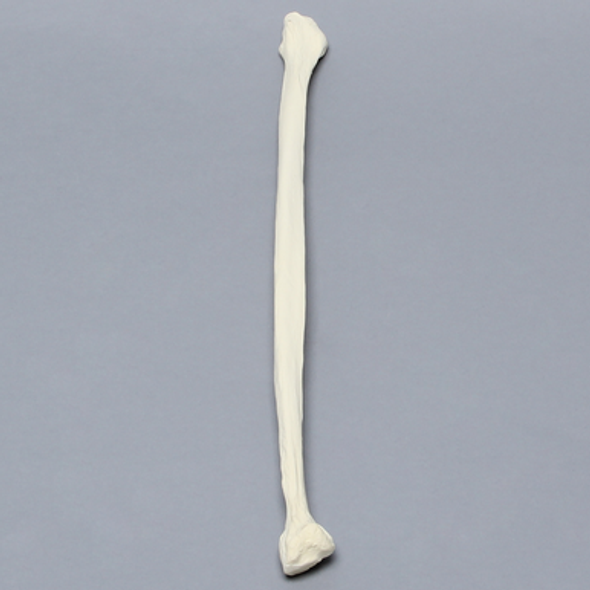 Fibula, Solid Foam, Left