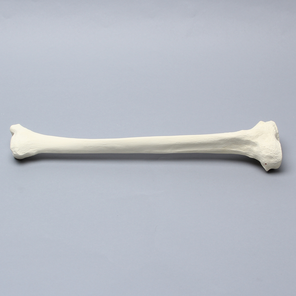 Tibia for High Tibial Osteotomy H.T.O.