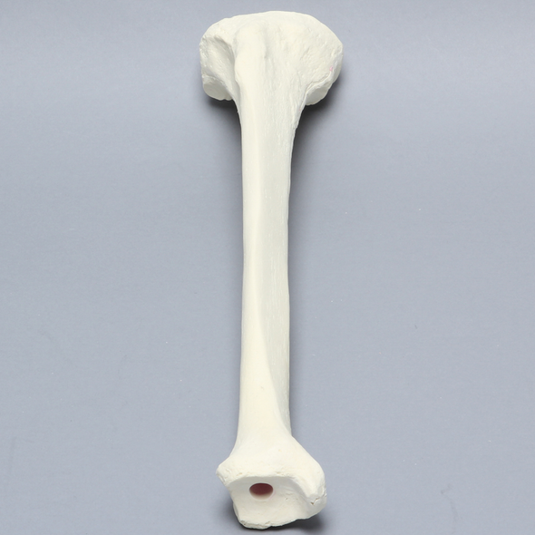Tibia, Foam Cortical, Right