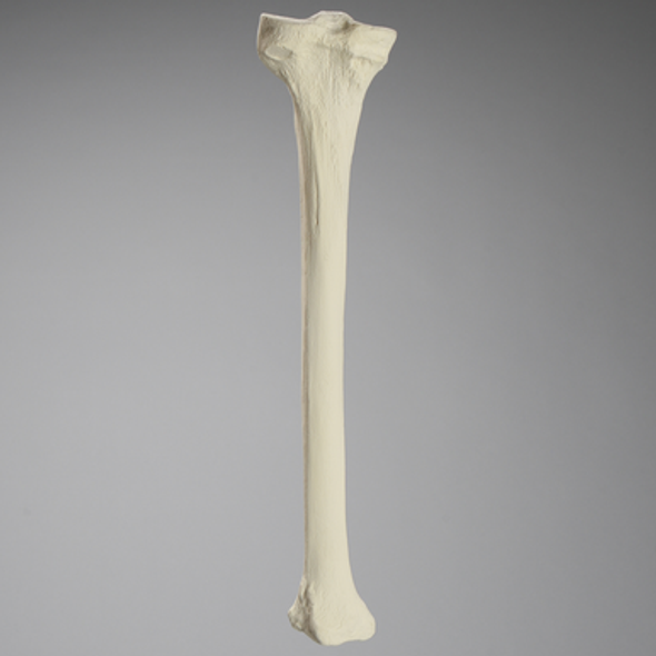 Tibia, Foam Cortical, Left