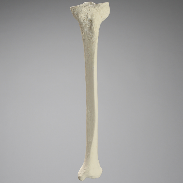 Tibia, Foam Cortical, Left