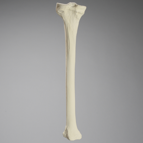 Tibia, Foam Cortical, Left
