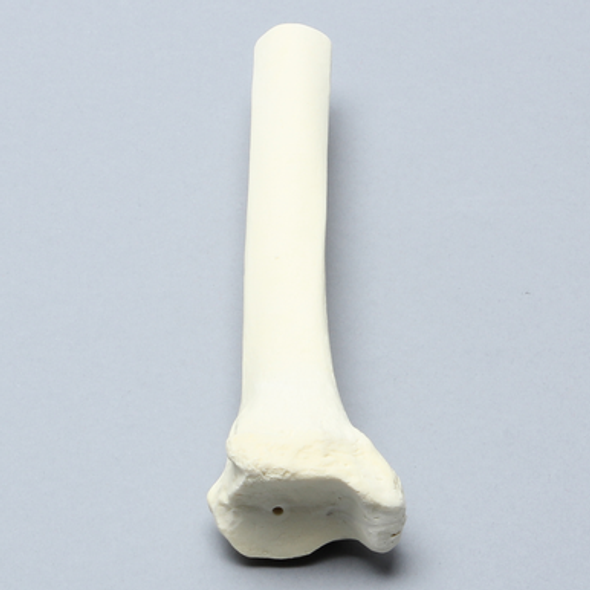 Tibia, Distal, Solid Foam, Left