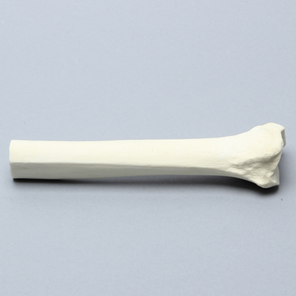 Tibia, Distal, Solid Foam, Left