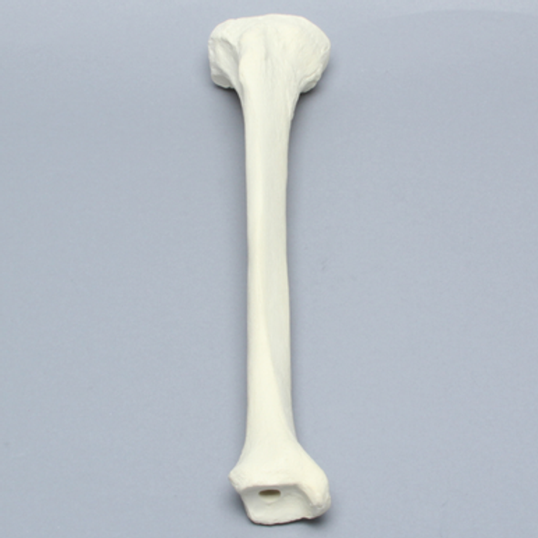 Tibia, Solid Foam, Right, Large
