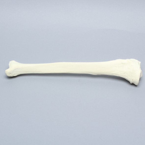 Tibia, Solid Foam, Right, Large