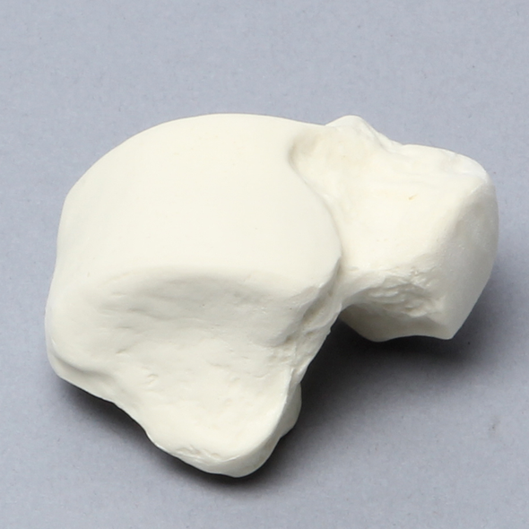Talus, Solid Foam, Right