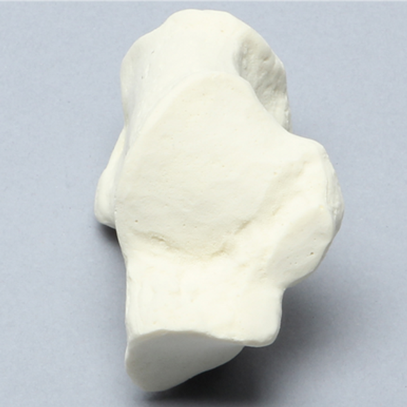 Calcaneus, Solid Foam, Right