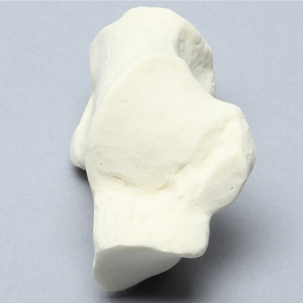 Calcaneus, Solid Foam, Right