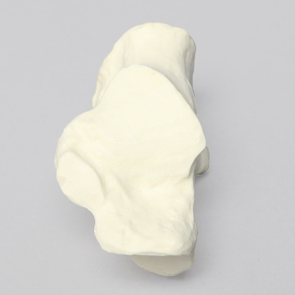 Calcaneus, Foam Cortical, Left