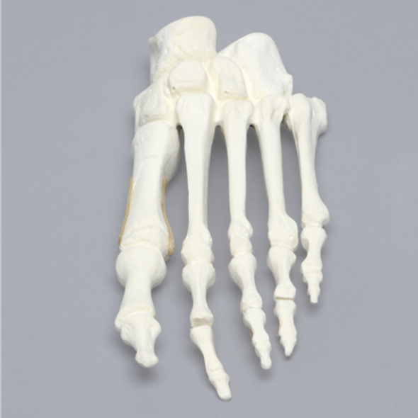 Foot with Chevron Cut and Articulation, Solid Foam, Left