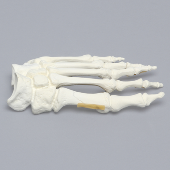 Foot with Chevron Cut and Articulation, Solid Foam, Left