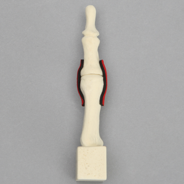 Metatarsal with Articulation and Ligaments, Solid Foam, Left