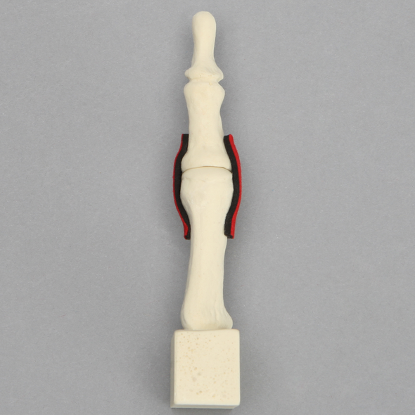 Metatarsal with Articulation and Ligaments, Solid Foam, Left