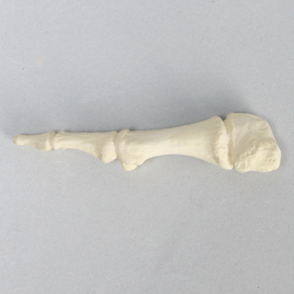 Metatarsal, First, Solid Foam, Right, Large