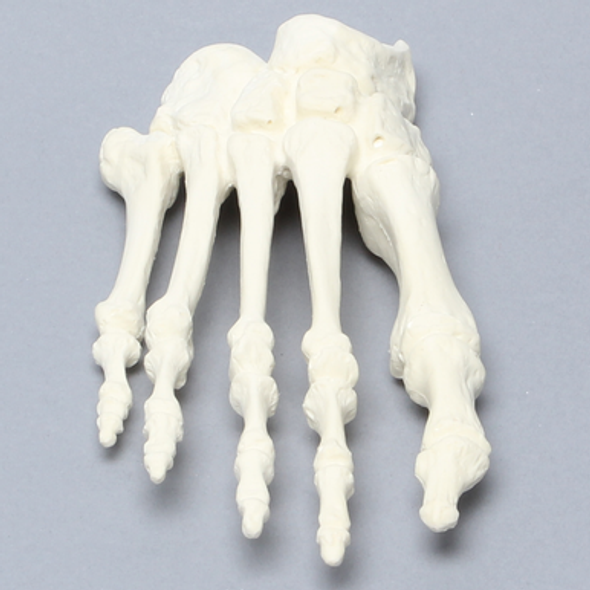Forefoot, Solid Foam, Right, Large
