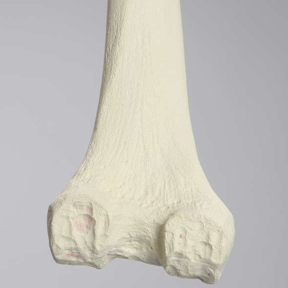Femur with Revision Cuts, Foam Cortical, Left