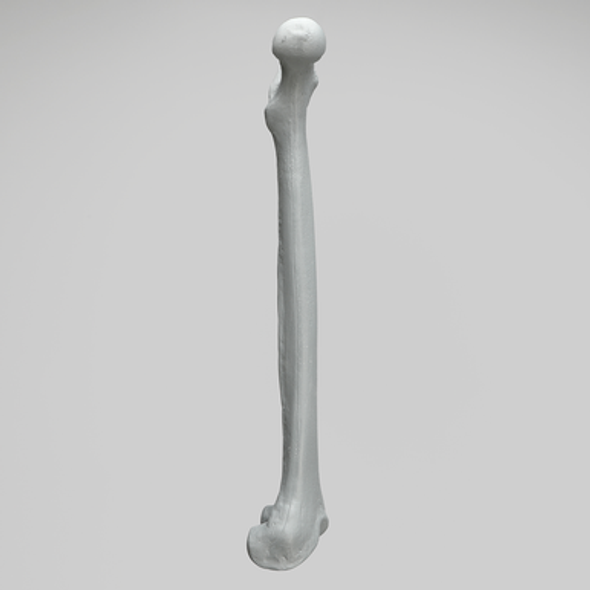 Femur, Radiopaque, Left, Medium