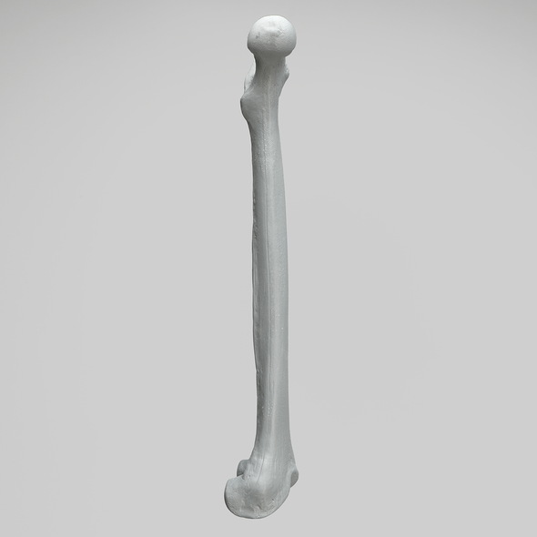 Femur, Radiopaque, Left, Medium