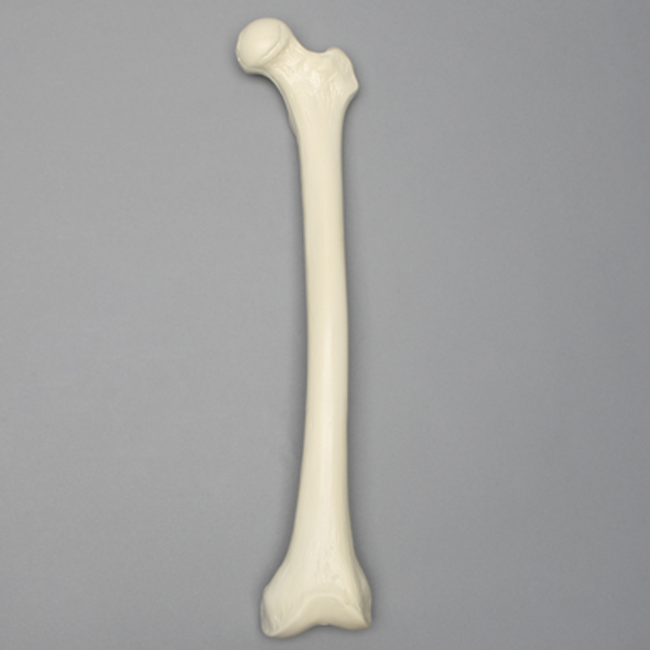 Femur, 11 mm Canal, Foam Cortical, Left, Medium
