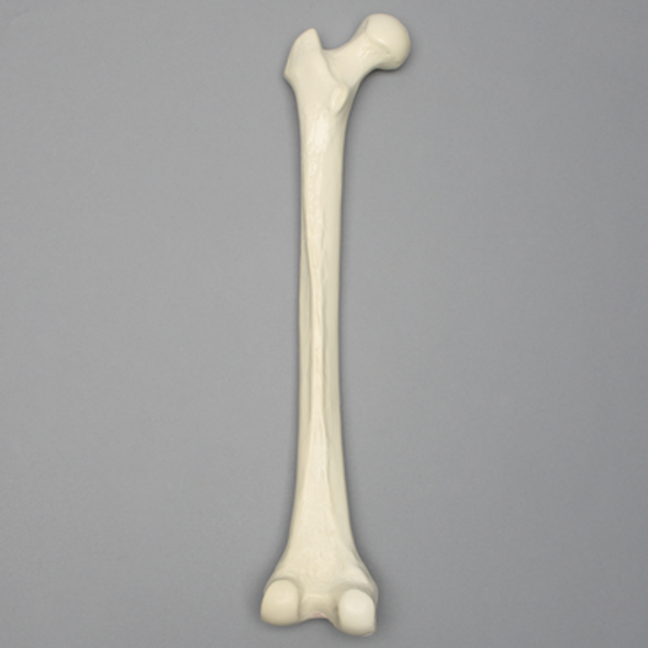 Femur, 11 mm Canal, Foam Cortical, Left, Medium