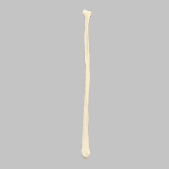 Fibula, Solid Foam, Left, Medium