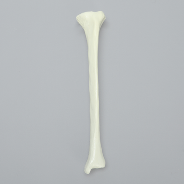 Tibia with Average Asian Attributes, Foam Cortical Shell