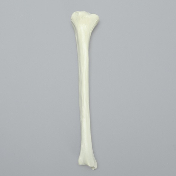 Tibia with Average Asian Attributes, Foam Cortical Shell