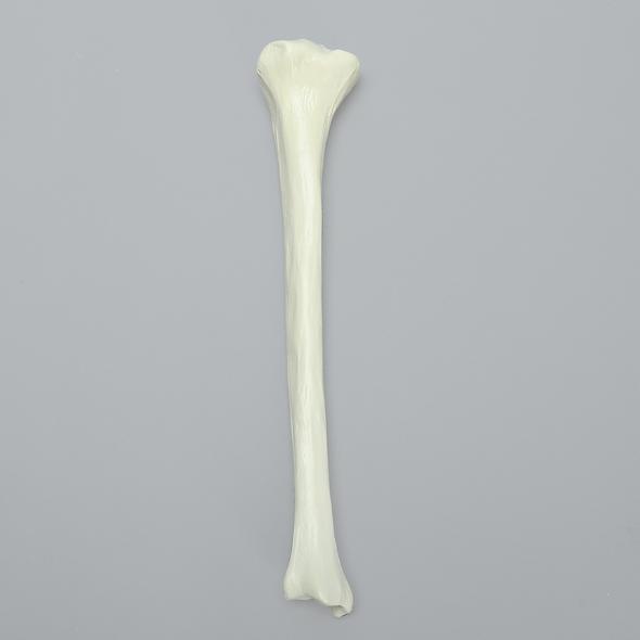 Tibia with Average Asian Attributes, Foam Cortical Shell