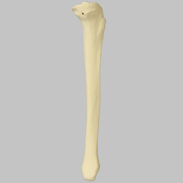 Tibia with 8 mm Canal, Foam Cortical, Left, Small