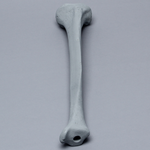 Tibia with Radiopaque Properties, Left, Medium