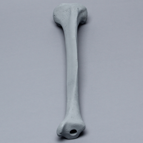Tibia with Radiopaque Properties, Left, Medium