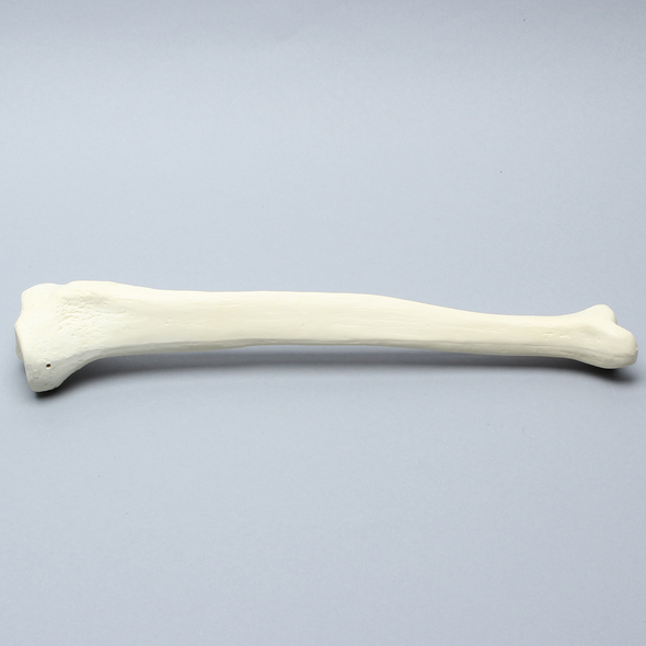 Tibia, High Density, Left, Medium