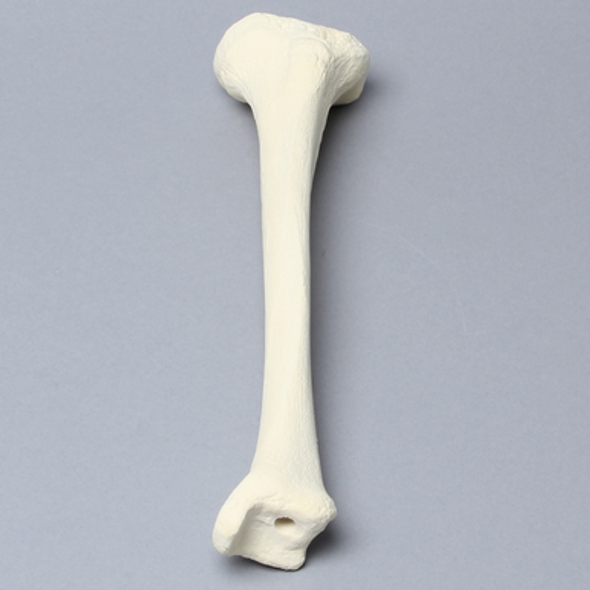 Tibia with 8 mm Canal, Solid Foam, Left, Small