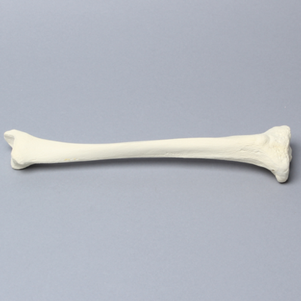 Tibia with 8 mm Canal, Solid Foam, Left, Small