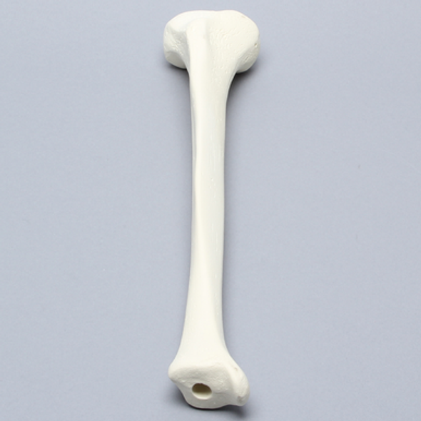 Tibia with 12 mm Canal, Solid Foam, Right, Medium