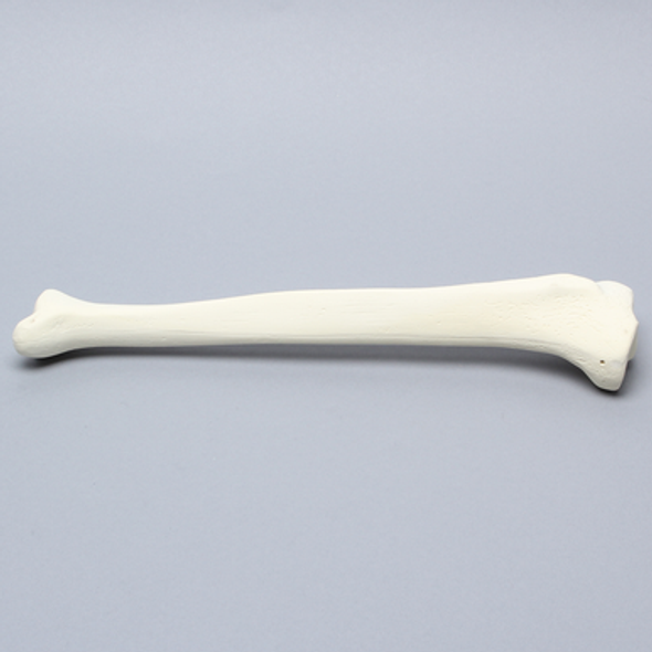 Tibia with 12 mm Canal, Solid Foam, Right, Medium