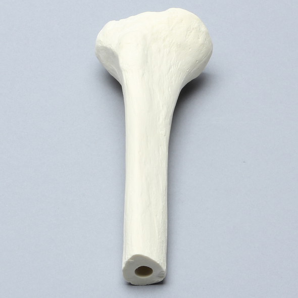 Tibia with 12 mm Canal, Solid Foam, Proximal, Right