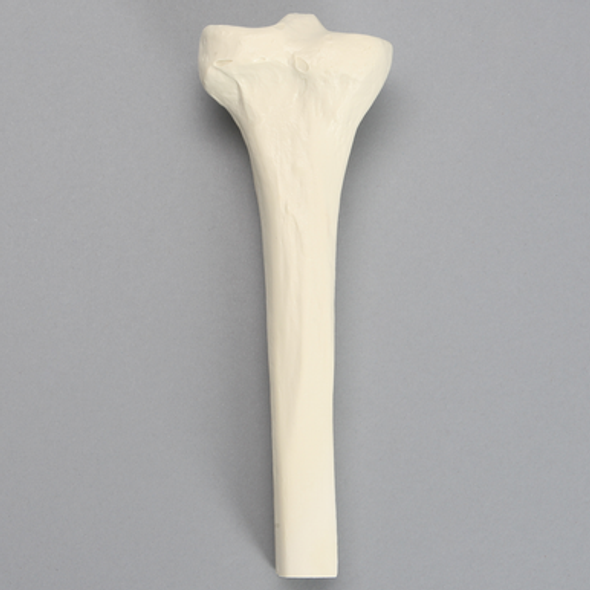 Tibia with 12mm Canal, Solid Foam, Proximal, Left