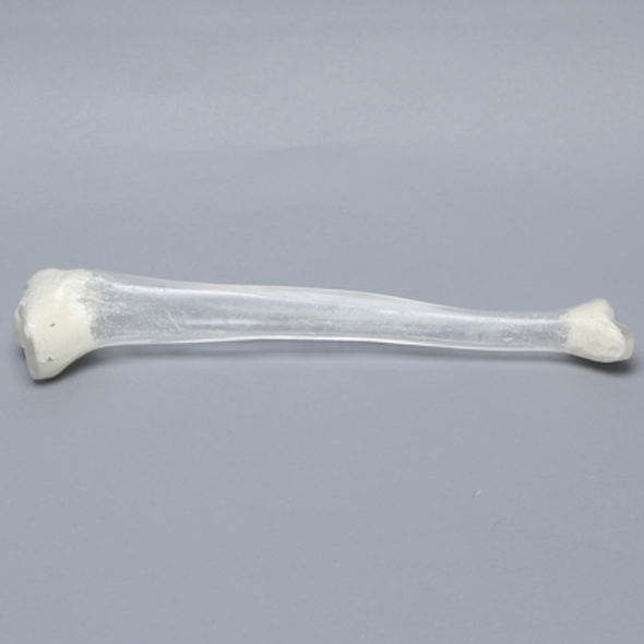 Tibia with 13 mm Canal, Transparent, Left, Medium