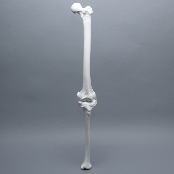 Full Length Knee with Three Stretch Cord Ligaments, Left, Large