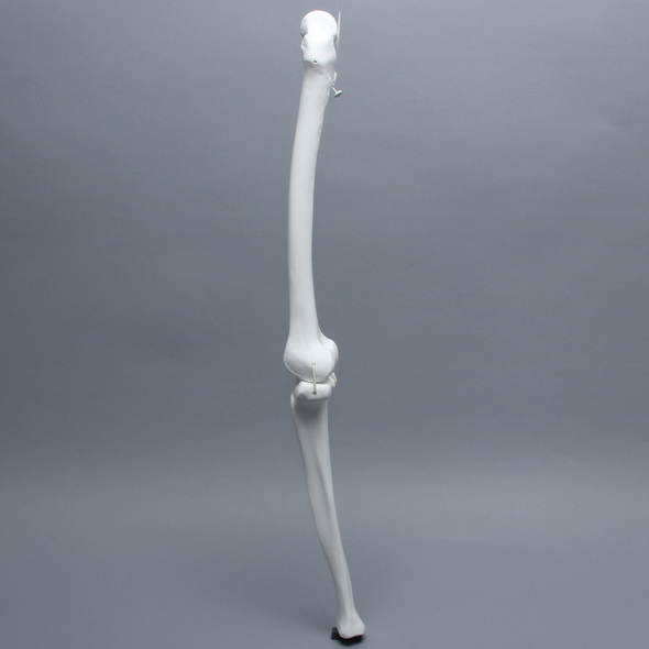 Full Length Knee with Three Stretch Cord Ligaments, Left, Medium