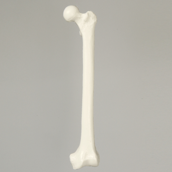 Femur, Solid White Plastic, Large